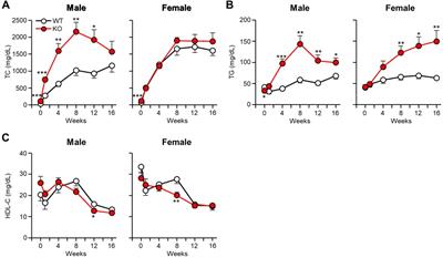 Enhanced atherosclerosis in apolipoprotein E knockout rabbits: role of apoB48-rich remnant lipoproteins